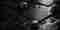 Premium Audio Boards KAWAI Premium Audio Boards